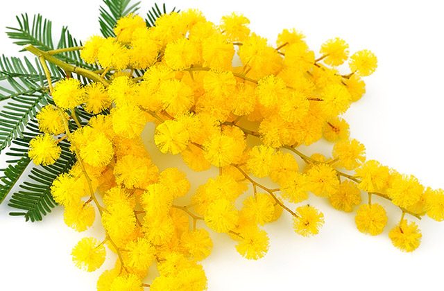 Women's Day