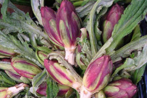 Read more about the article Carciofo di Sant’Erasmo