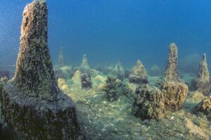 Read more about the article Living between land and water